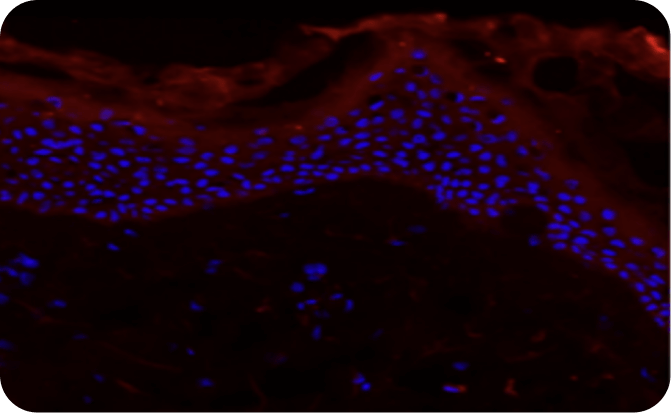 Tecnología Placebo Body Wash